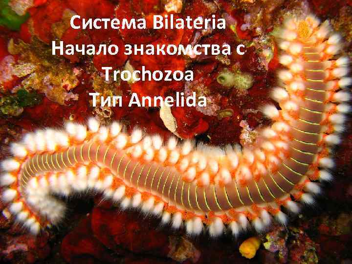 Система Bilateria Начало знакомства с Trochozoa Тип Annelida 