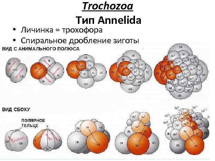 Trochozoa Тип Annelida • Личинка = трохофора • Спиральное дробление зиготы 