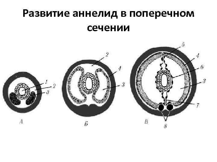 Развитие аннелид в поперечном сечении 