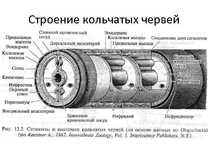 Строение кольчатых червей 