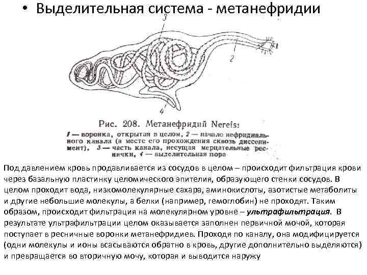 • Выделительная система - метанефридии Под давлением кровь продавливается из сосудов в целом