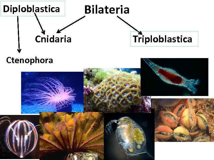 Diploblastica Cnidaria Ctenophora Bilateria Triploblastica 