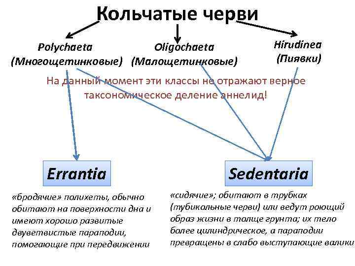 Кольчатые черви Polychaeta Oligochaeta (Многощетинковые) (Малощетинковые) Hirudinea (Пиявки) На данный момент эти классы не