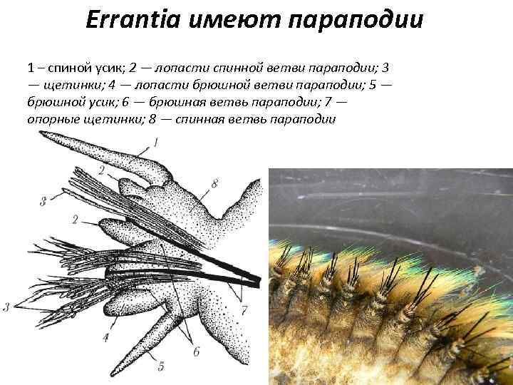 Errantia имеют параподии 1 – спиной усик; 2 — лопасти спинной ветви параподии; 3