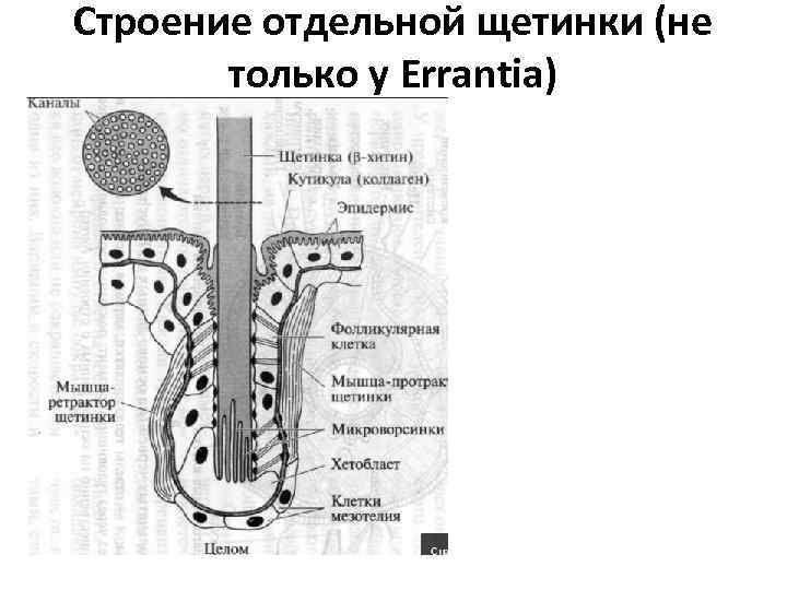 Строение отдельной щетинки (не только у Errantia) 