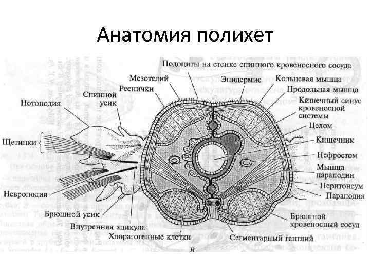 Анатомия полихет 