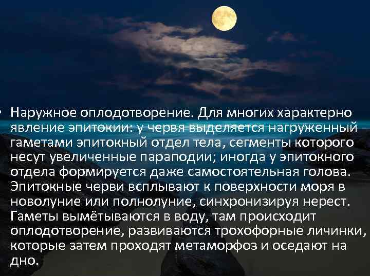  • Наружное оплодотворение. Для многих характерно явление эпитокии: у червя выделяется нагруженный гаметами