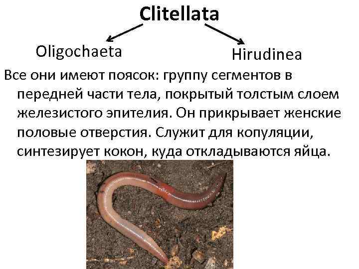 Clitellata Oligochaeta Hirudinea Все они имеют поясок: группу сегментов в передней части тела, покрытый