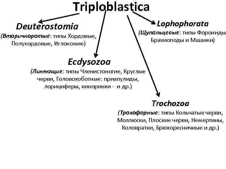 Triploblastica Deuterostomia (Вторичноротые: типы Хордовые, Полухордовые, Иглокожие) Lophophorata (Щупальцевые: типы Форониды, Брахиоподы и Мшанки)