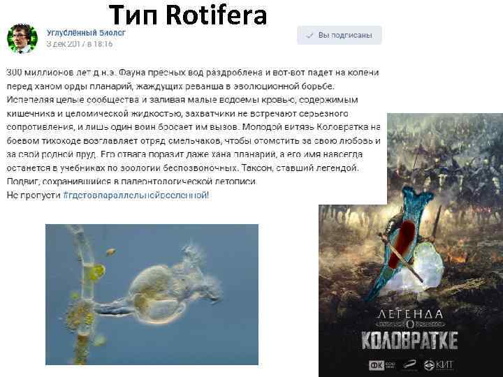 Тип Rotifera 