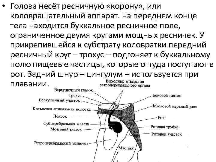  • Голова несёт ресничную «корону» , или коловращательный аппарат. на переднем конце тела