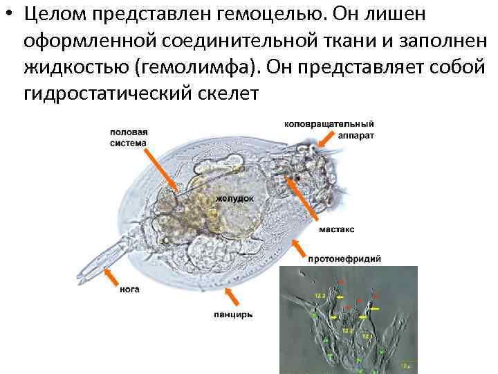  • Целом представлен гемоцелью. Он лишен оформленной соединительной ткани и заполнен жидкостью (гемолимфа).