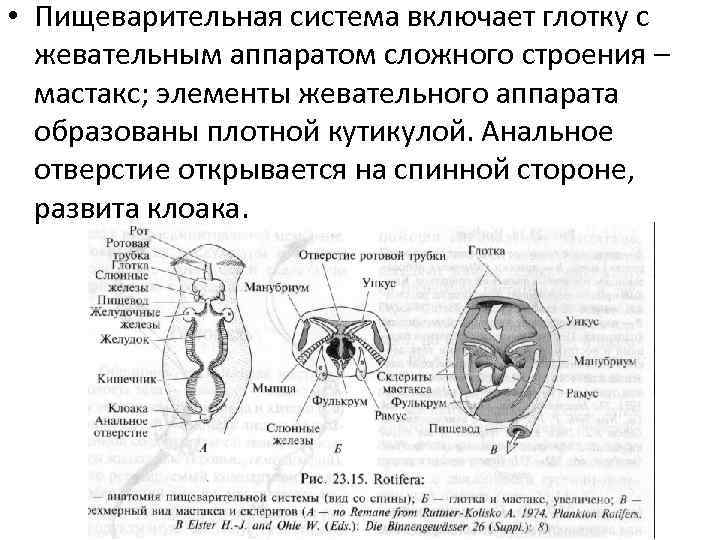  • Пищеварительная система включает глотку с жевательным аппаратом сложного строения – мастакс; элементы