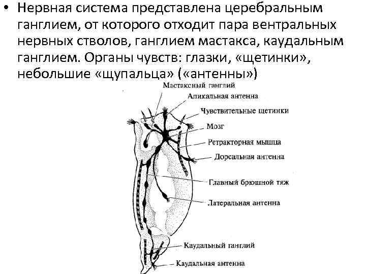  • Нервная система представлена церебральным ганглием, от которого отходит пара вентральных нервных стволов,