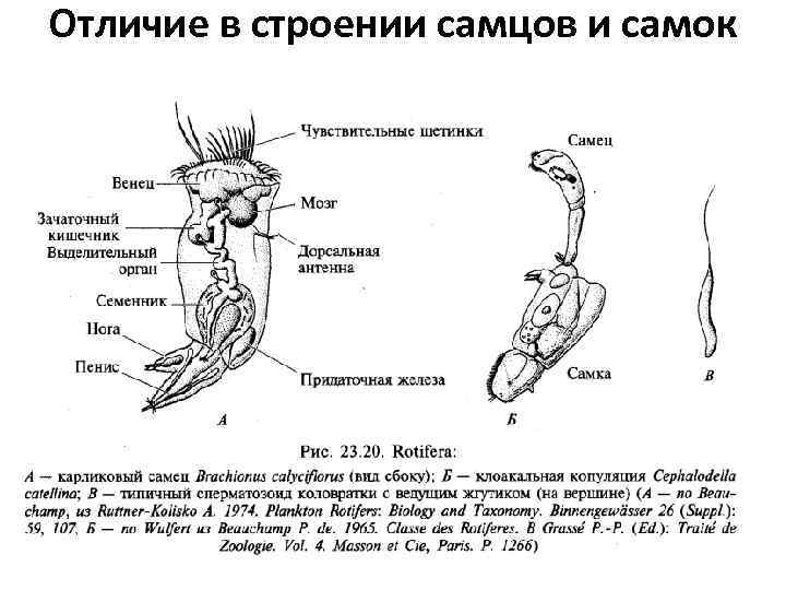 Отличие в строении самцов и самок 