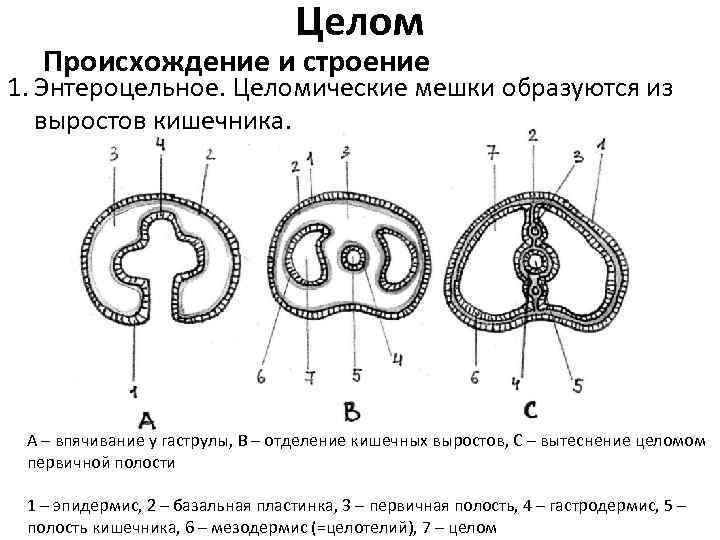 Целом Происхождение и строение 1. Энтероцельное. Целомические мешки образуются из выростов кишечника. А –