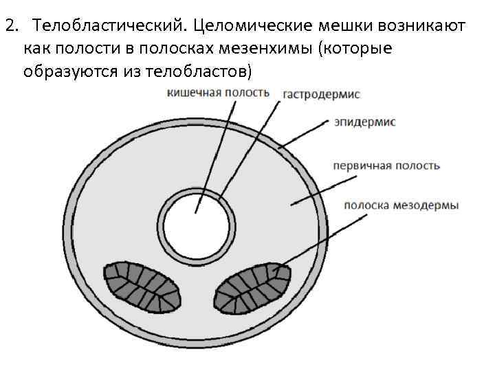 2. Телобластический. Целомические мешки возникают как полости в полосках мезенхимы (которые образуются из телобластов)