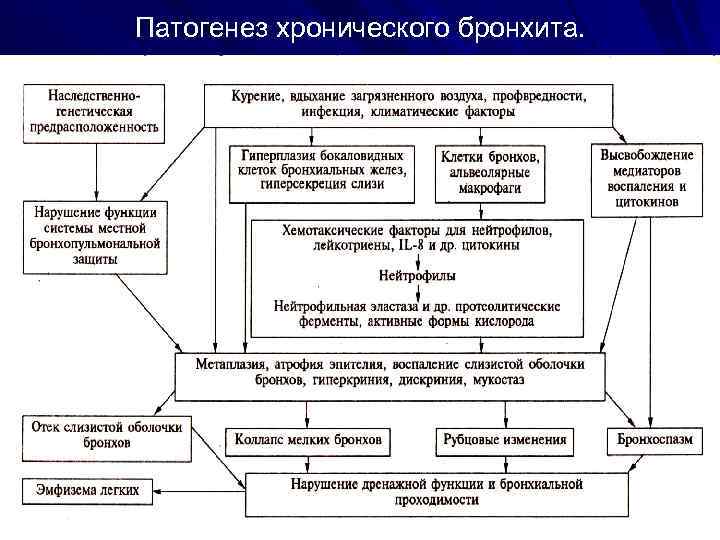 Патогенез хронического бронхита. 