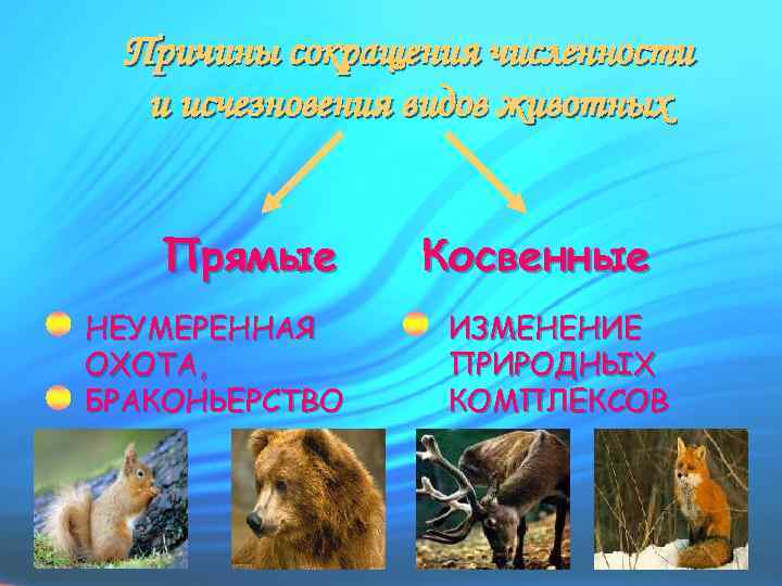Причины сокращения численности и исчезновения видов животных Прямые НЕУМЕРЕННАЯ ОХОТА, БРАКОНЬЕРСТВО Косвенные ИЗМЕНЕНИЕ ПРИРОДНЫХ