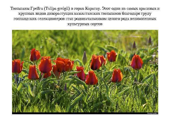 Тюльпаны Грейга (Tulipa greigii) в горах Каратау. Этот один из самых красивых и крупных