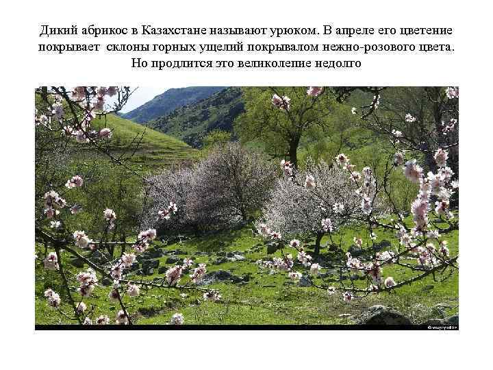 Дикий абрикос в Казахстане называют урюком. В апреле его цветение покрывает склоны горных ущелий