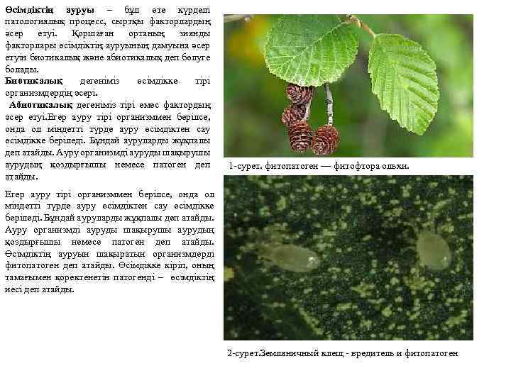 Өсімдіктің ауруы – бұл өте күрделі патологиялық процесс, сыртқы факторлардың әсер етуі. Қоршаған ортаның