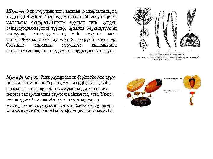Шютте. Осы аурудың типі қылқан жапырақтыларда кездеседі. Неміс тілінен аударғанда schütten, түсу деген мағынаны