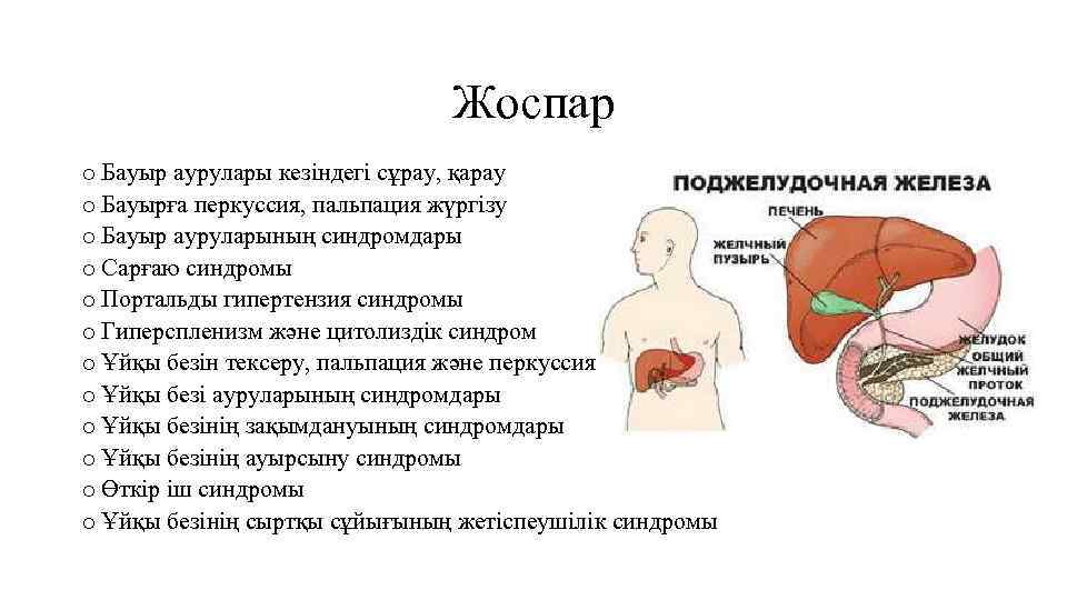 Жоспар o Бауыр аурулары кезіндегі сұрау, қарау o Бауырға перкуссия, пальпация жүргізу o Бауыр