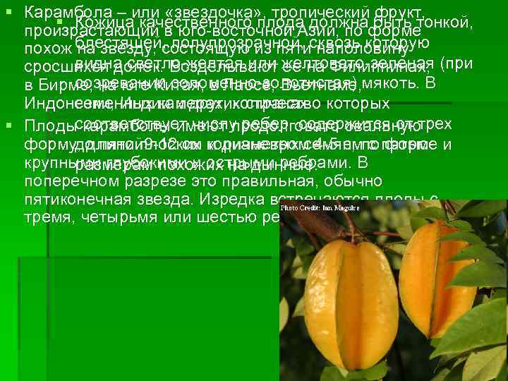 § Карамбола – или «звездочка» , тропический фрукт, § Кожица качественного плода должна быть