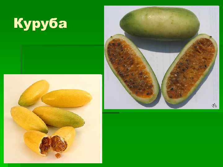Куруба 