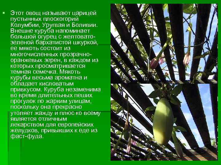 § Этот овощ называют царицей пустынных плоскогорий Колумбии, Уругвая и Боливии. Внешне куруба напоминает