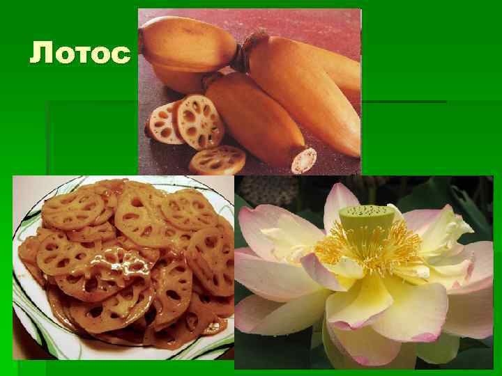 Лотос 
