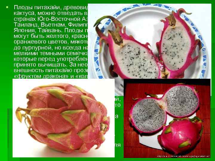 § Плоды питахайи, древовидного кактуса, можно отведать в таких странах Юго-Восточной Азии, как Таиланд,
