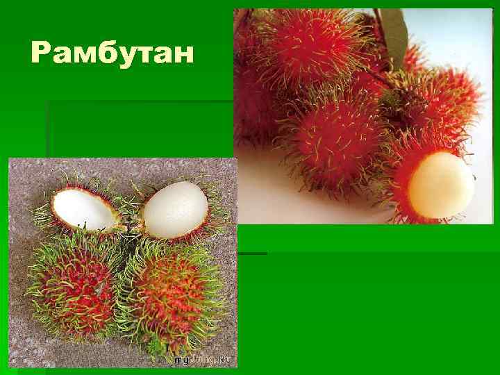 Рамбутан 