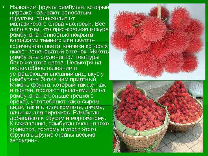 § Название фрукта рамбутан, который нередко называют волосатым фруктом, происходит от малазийского слова «волосы»