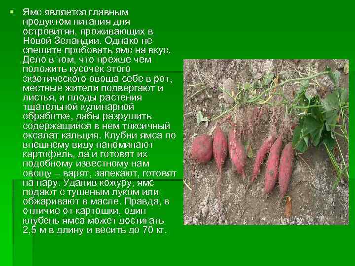 § Ямс является главным продуктом питания для островитян, проживающих в Новой Зеландии. Однако не