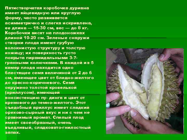 Пятистворчатая коробочка дуриана имеет яйцевидную или круглую форму, часто развивается асимметрично и слегка искривлена,