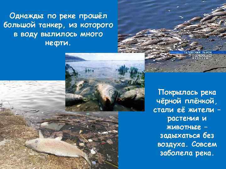 Однажды по реке прошёл большой танкер, из которого в воду вылилось много нефти. Покрылась