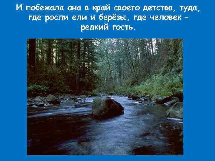 И побежала она в край своего детства, туда, где росли ели и берёзы, где