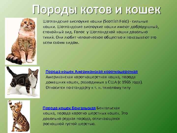 Породы котов и кошек Шотландские вислоухие кошки (Scottish Fold) - сильные кошки. Шотландские вислоухие