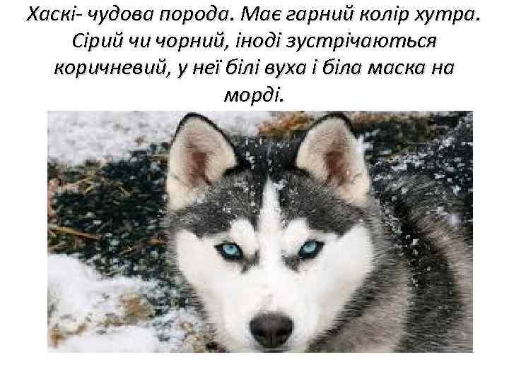 Хаскі- чудова порода. Має гарний колір хутра. Сірий чи чорний, іноді зустрічаються коричневий, у