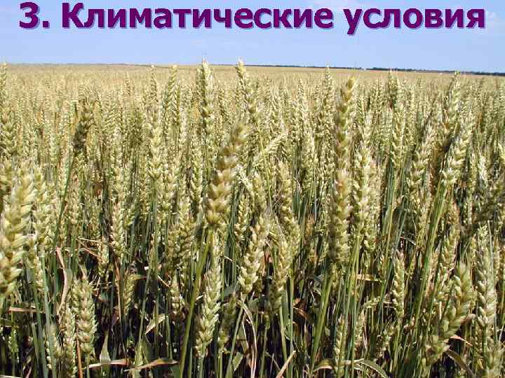 3. Климатические условия 
