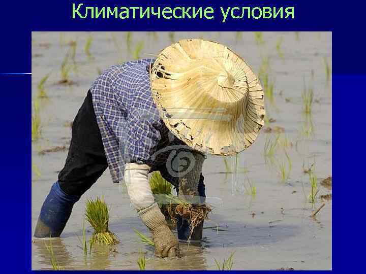 Климатические условия 