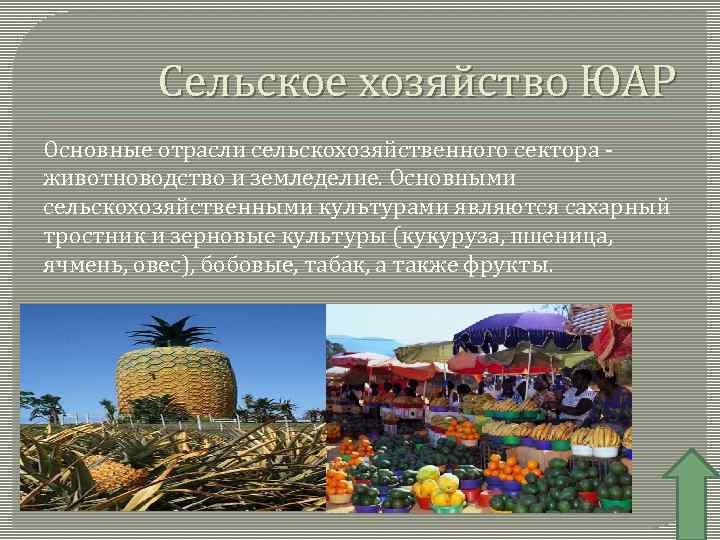 Сельское хозяйство ЮАР Основные отрасли сельскохозяйственного сектора - животноводство и земледелие. Основными сельскохозяйственными культурами