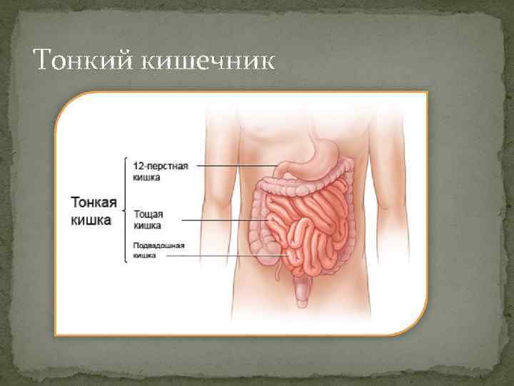 Тонкий кишечник 