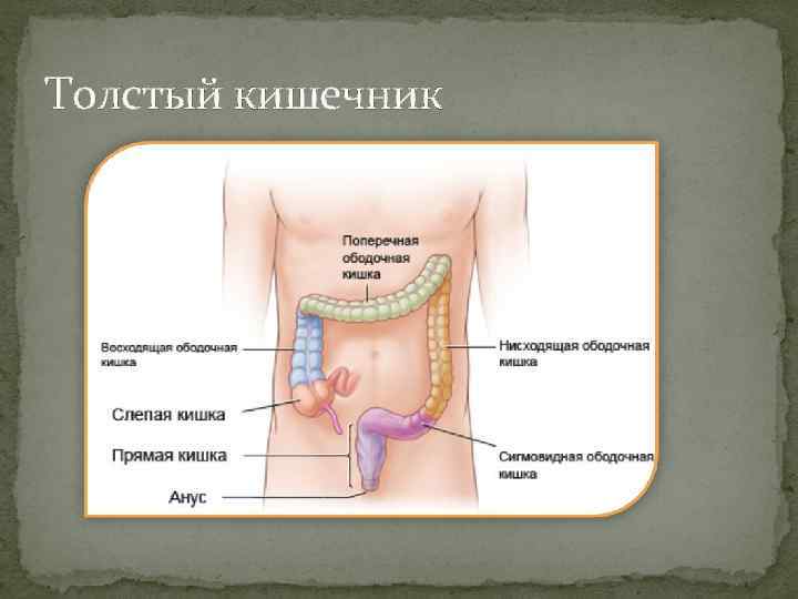 Толстый кишечник 