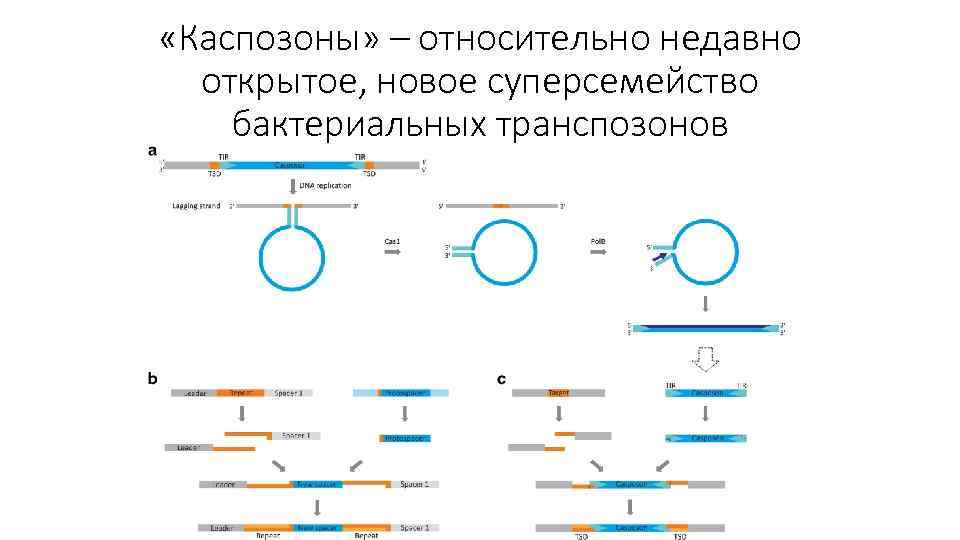  «Каспозоны» – относительно недавно открытое, новое суперсемейство бактериальных транспозонов 