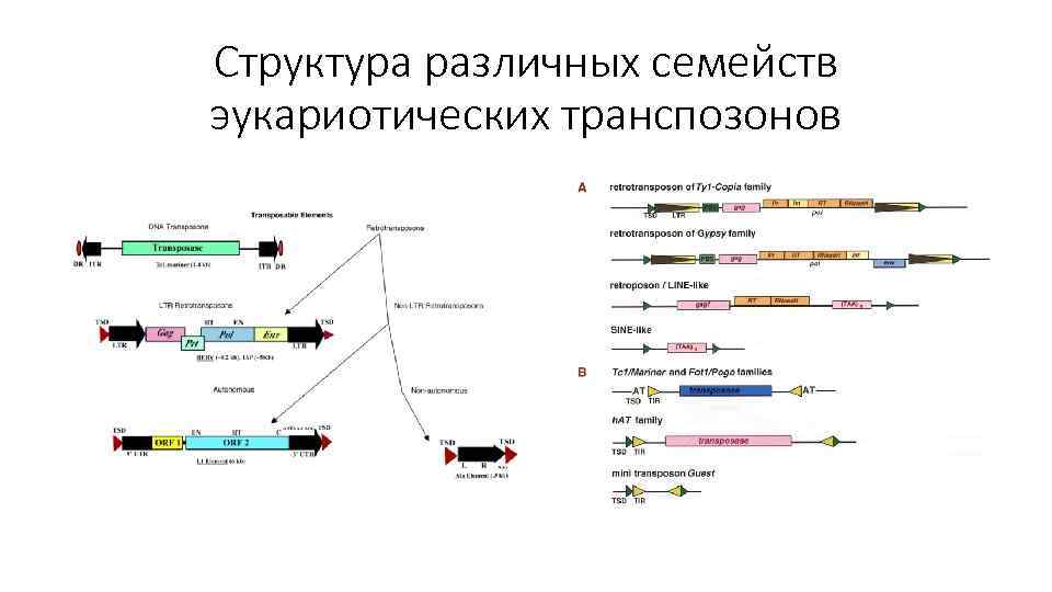 Структура различных семейств эукариотических транспозонов 