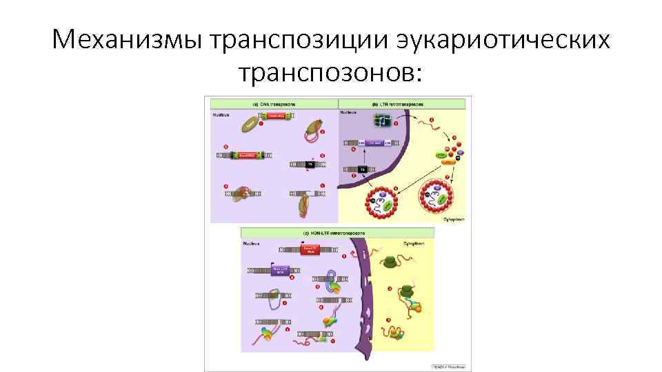 Механизмы транспозиции эукариотических транспозонов: 