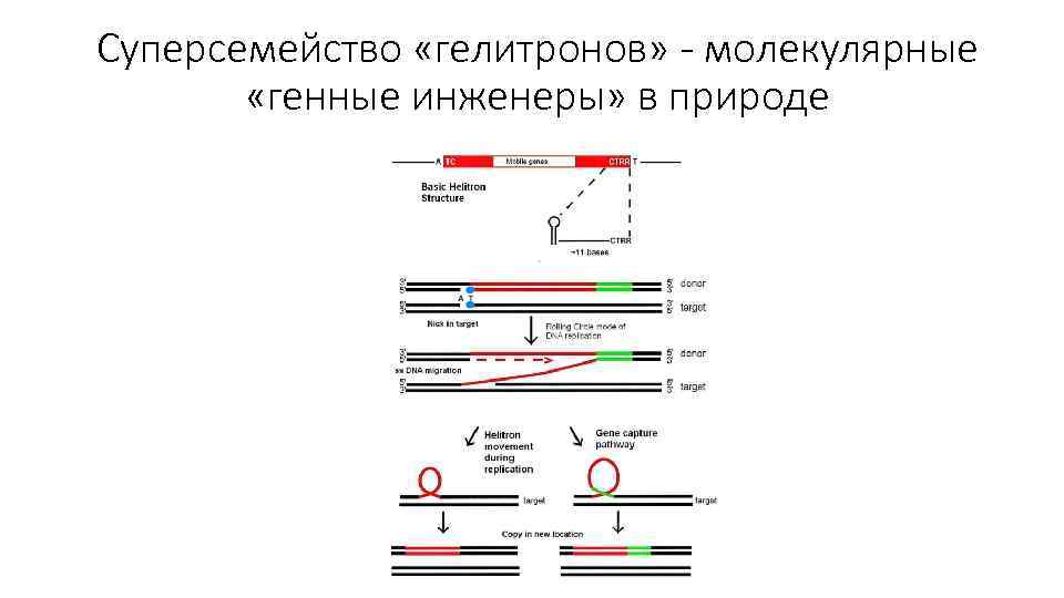 Суперсемейство «гелитронов» - молекулярные «генные инженеры» в природе 